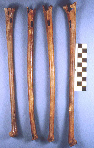 Image of undecorated whooping crane ulna whistles.