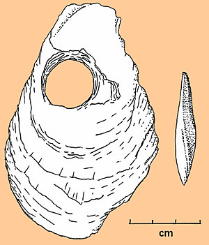 Image of Shell artifacts from Excavation Block.