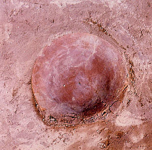 photo of a pottery bowl found in doorway of north wall area