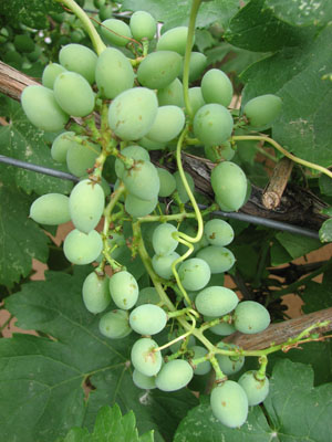 photo of grapes growing on a Spanish arbor