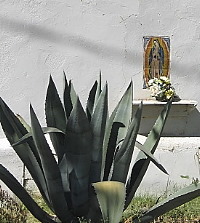 photo of a white-washed adobe building with small shrine to the Virgin of Guadalupe