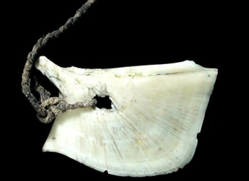 Drilled catfish inner-ear bone perhaps used as an ornament. From the ANRA-NPS collections at TARL.