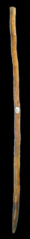 Small digging stick about 20 inches long. From the ANRA-NPS collections at TARL.