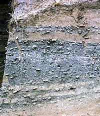 Close up of upper deposits at Arenosa. The thick gray layers are periods during which human occupation was intense (and when floods were few). Most of the occupational materials are the result of earth oven cooking—fire-cracked rocks and charcoal- and ash-stained soil. Photo from ANRA-NPS Archives at TARL.