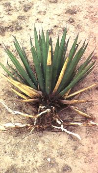 Lechuguilla is one of the smallest members of the Agave family and one of the most important plants in the Lower Pecos.