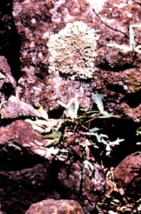 photo of lichen