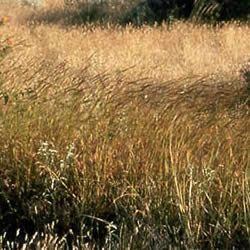 photo of grasses