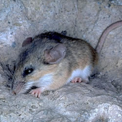 Rats, Mice and other Rodents