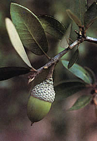 photo of acorn