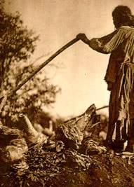 Apache woman loading mescal