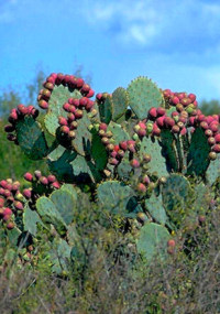 photo of prickly pear cacti