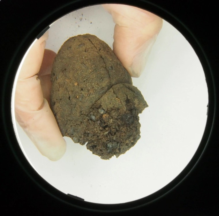 photograph of a coprolite under magnification being held by gloved fingers