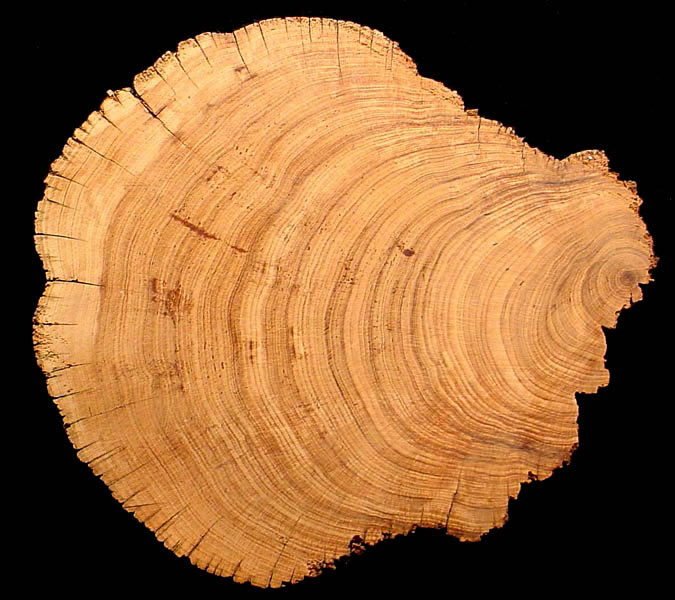 cross section of a tree trunk showing growth rings