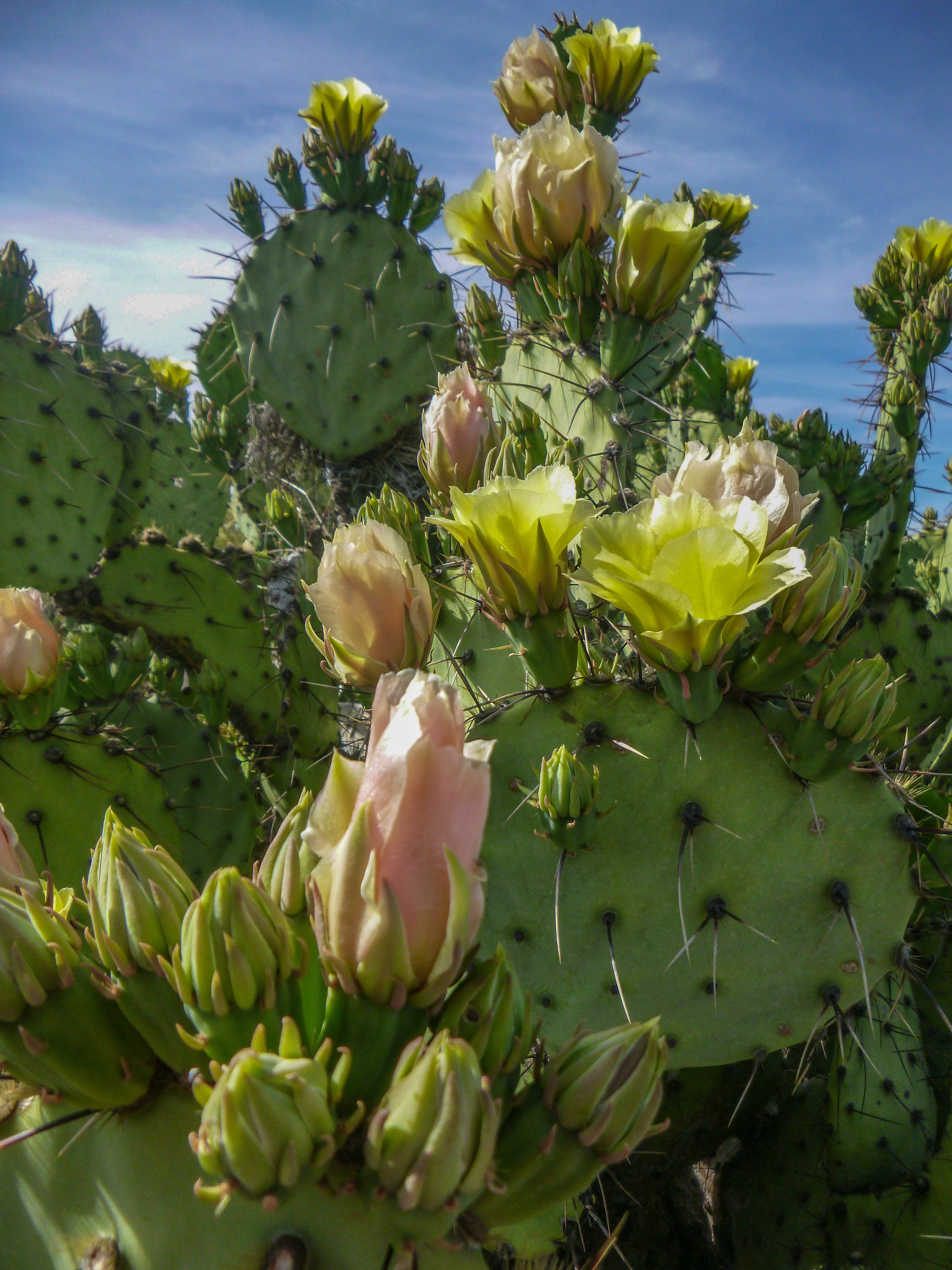 prickly pear cactus in bloom