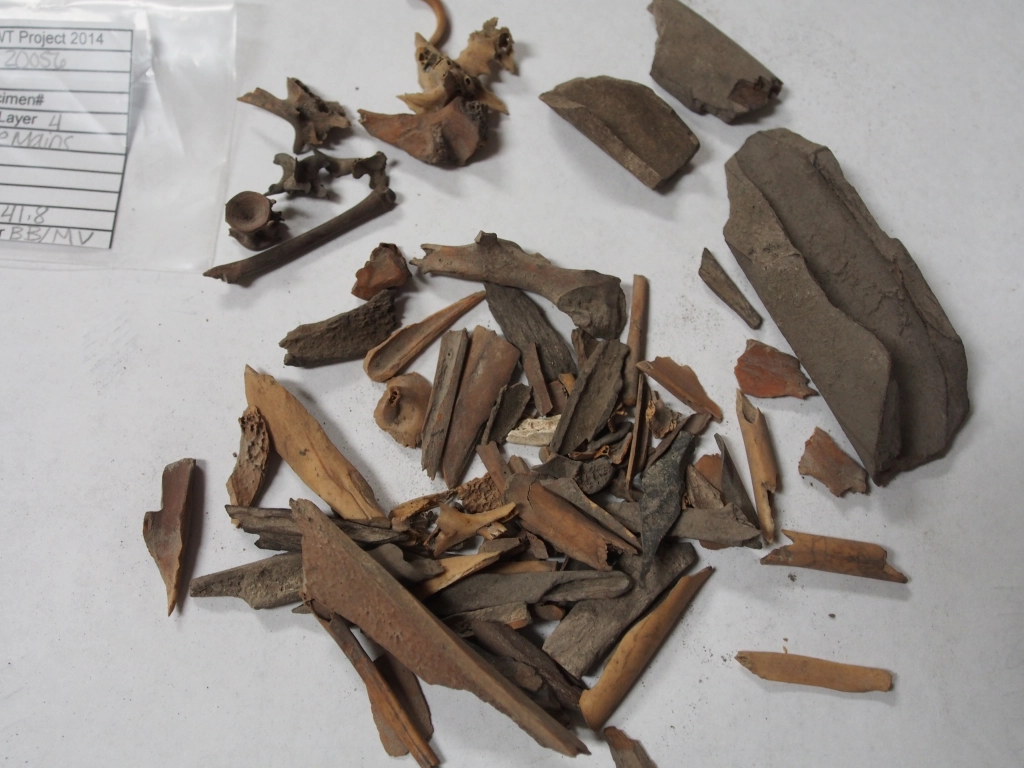 Photograph of many fragments of animal bones scattered on a white surface.