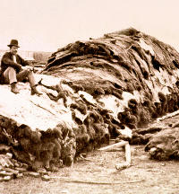 A stack of buffalo hides at a Dodge City hide yard. Commercial buffalo hunters slaughtered the animals by the thousands and left their carcasses to rot on the Plains. Photo courtesy of the Kansas State Historical Society.