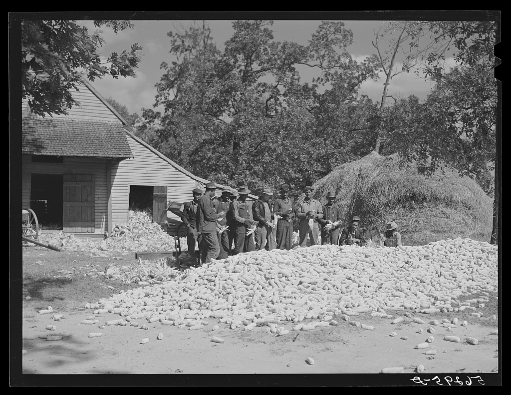 Black and white photograph of an enormous pile of shucked corn surrounded by people, with a barn on the left background and a large pile of hay on the right background.