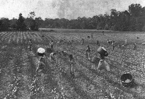black and white photo of large cotton fields scattered across which are dozens of Black cotton pickers