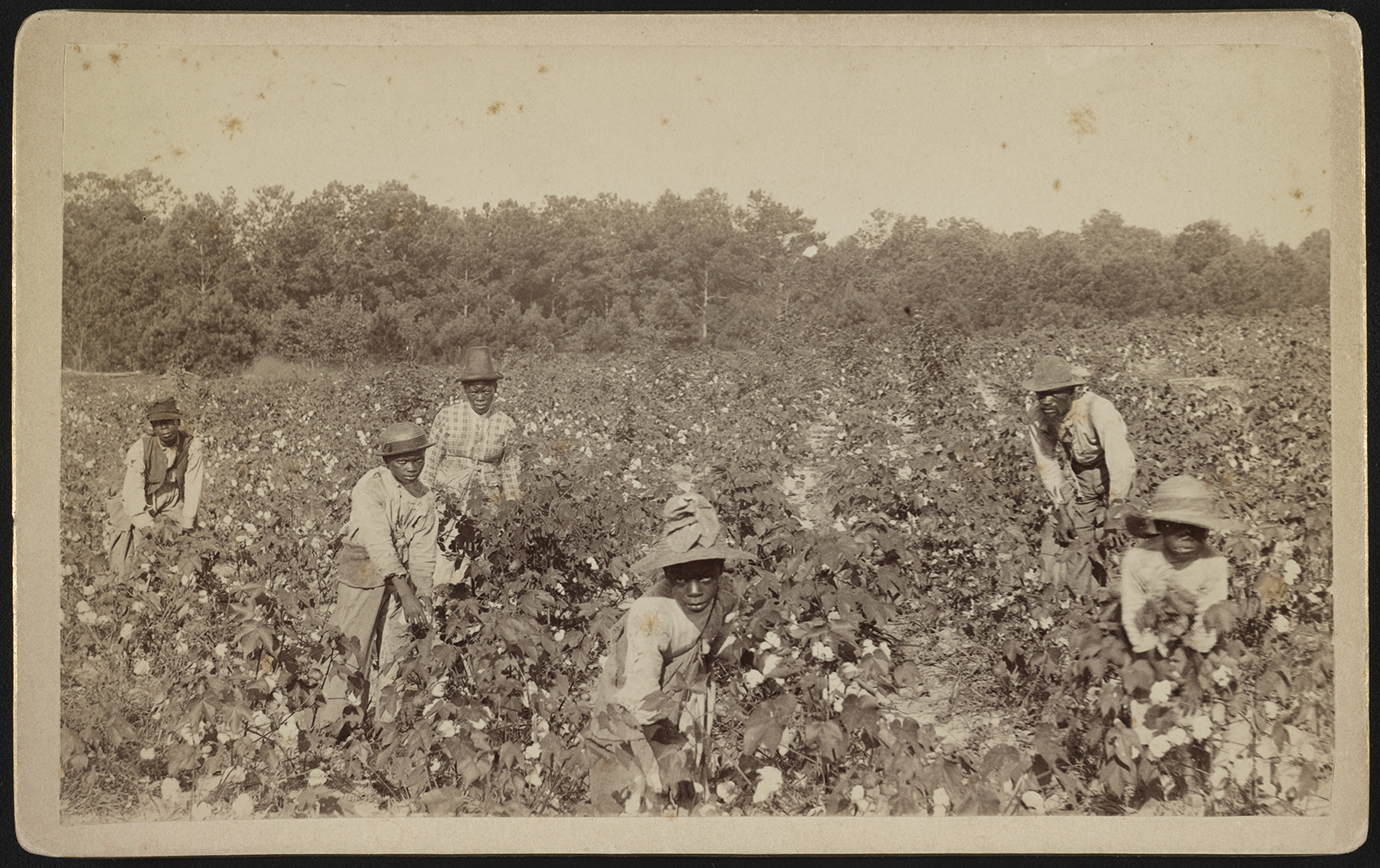 A black and white photograph of six African Americans working in a field, while looking intently into the camera.