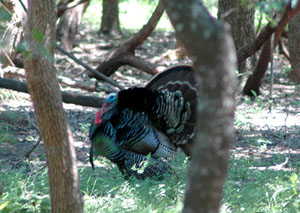 photo of a wild turkey