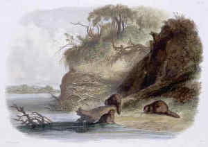 illustration of beavers