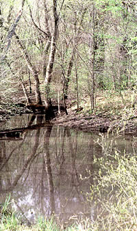 Cooper Creek
