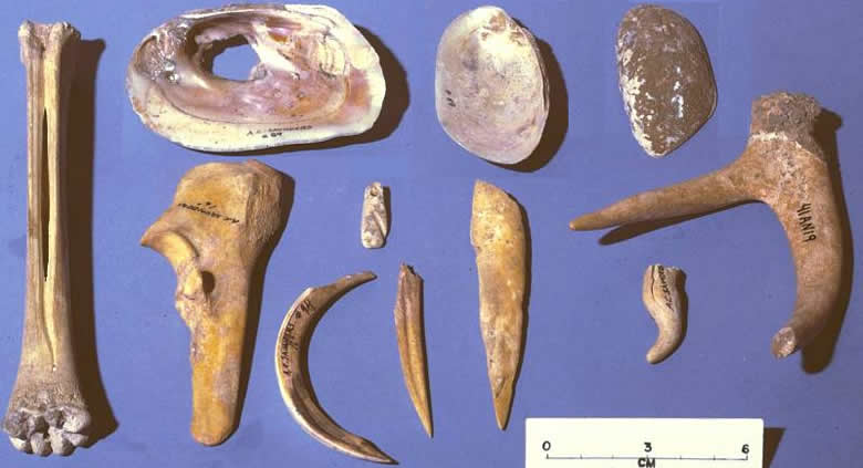 bone and shell tools
