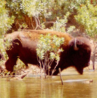 bison in the woodlands