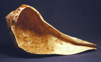 Conch shell drinking cup
