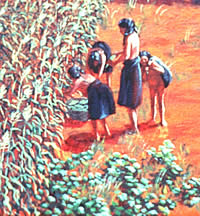 Caddo women gather corn