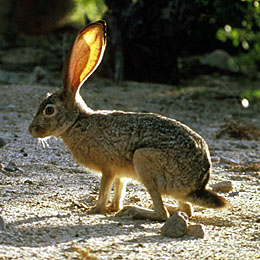 Photo of rabbit