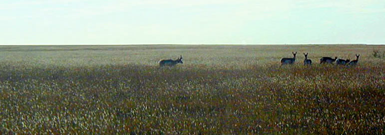 photo of antelope