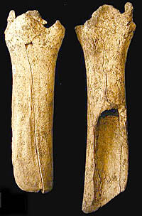 photo of bison tibia