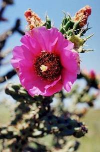 Picture of cholla flower and repeated explanation of how radiocarbon dating works.