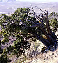 photo of stunted juniper