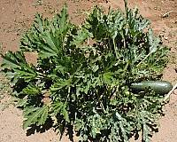 Photo of squash plant. 
