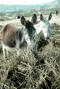 photo of burros