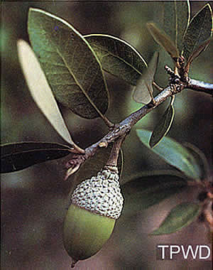 photo of an acorn