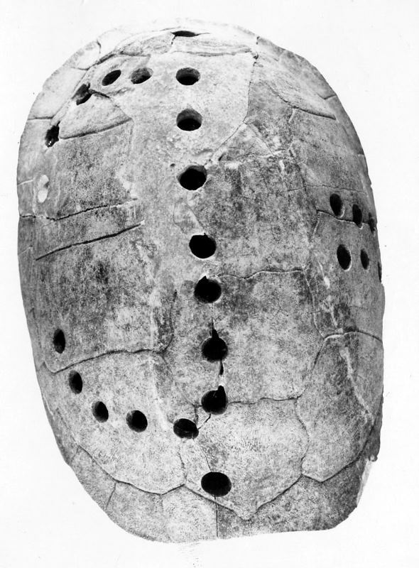 This turtle carapace was found in a burial