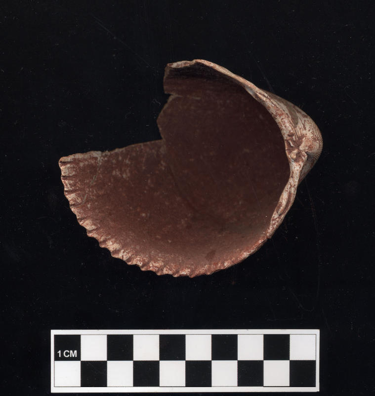 Clam shell from a burial at the Caplen Mound