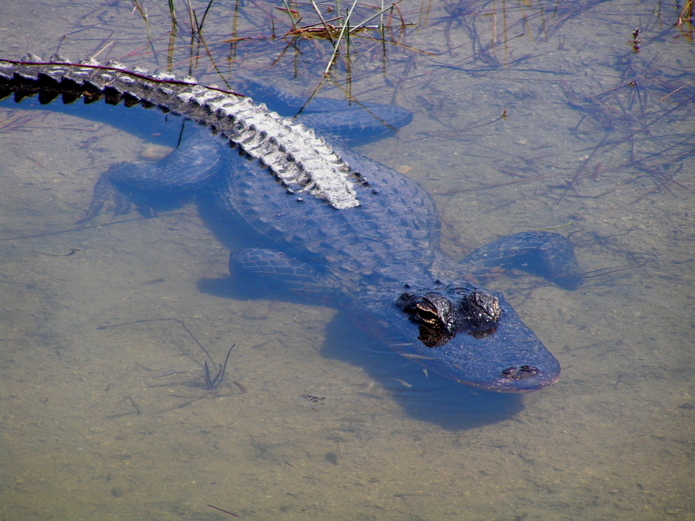 American alligator in marsh shallows