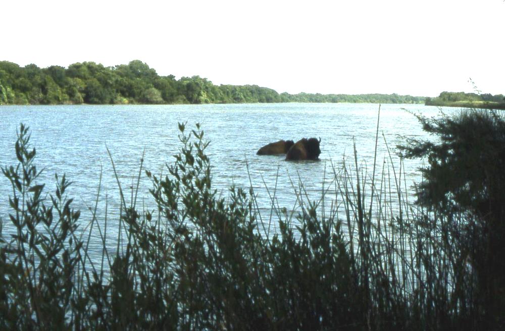A pair of bison cool off in Lavaca Bay