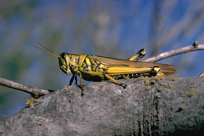 Grasshoppers and other hopping and crawling bugs