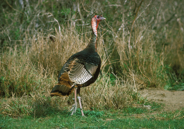 An Eastern Wild Turkey moves watchfully toward the brush