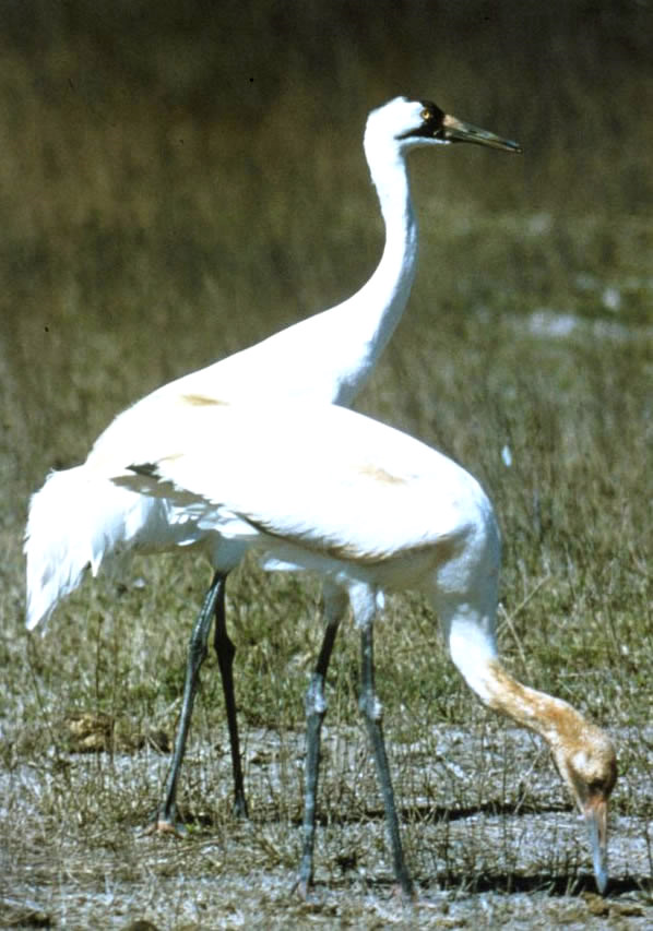 A pair of Whooping Cranes prowl the coastal marshlands