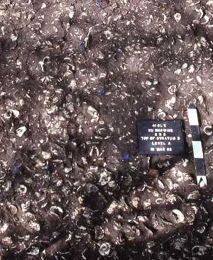 Image of Top of oyster shell midden.