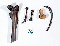 Faunal bones yielded  from coprolites