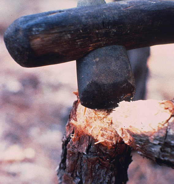 close-up of halfted stone axe head cutting a small tree