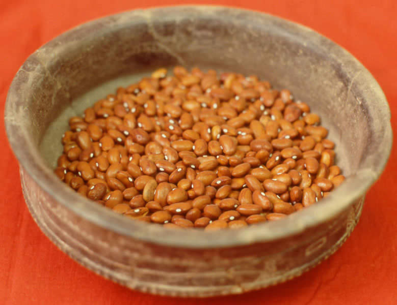 photograph of pole beans