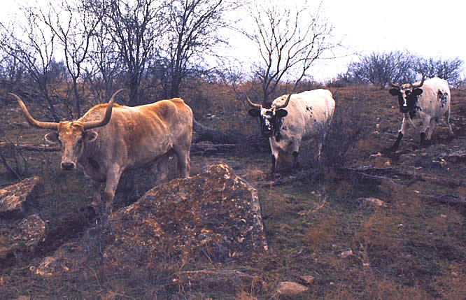 photo of longhorns grazing near Ft. Griffin